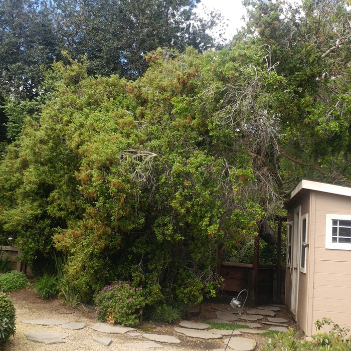 Fallen Oak- Removal