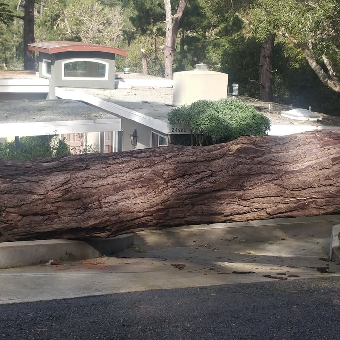 Wood Removal