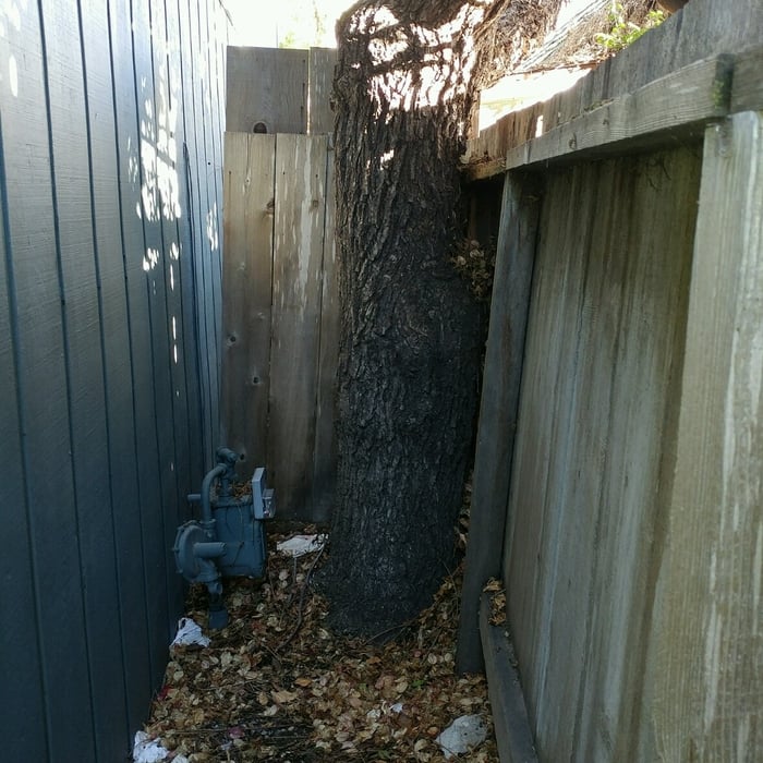 Walnut Tree Removal