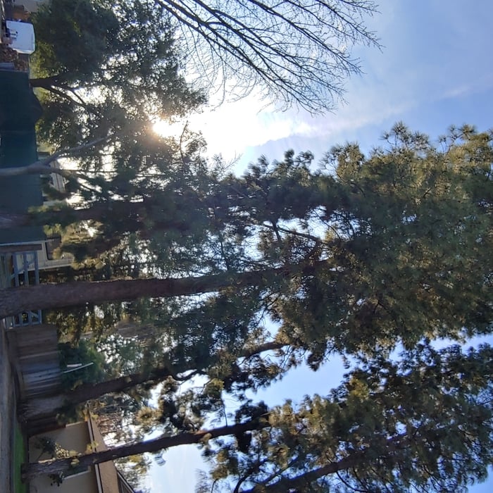 Big Pine Tree Removal