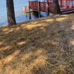 grass