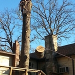 Tree Goes, Deck Stays!
