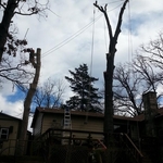 Tree Goes, Deck Stays!