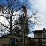 Tree Goes, Deck Stays!
