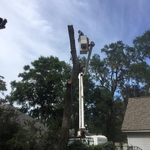 Tree removal