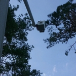 Tree removal