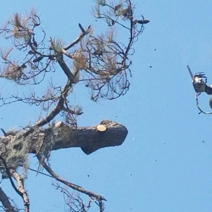 Tree removal