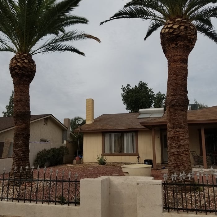 Trimmed palm trees