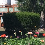 Shrub trimming