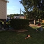 Shrub trimming