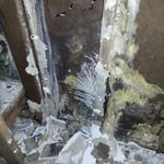 Mold behind wall