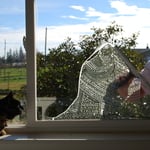 Kitty in window