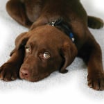 Pet urine removal
