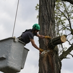 Roping down limb