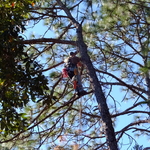 Pine tree removal.