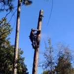Pine tree removal.