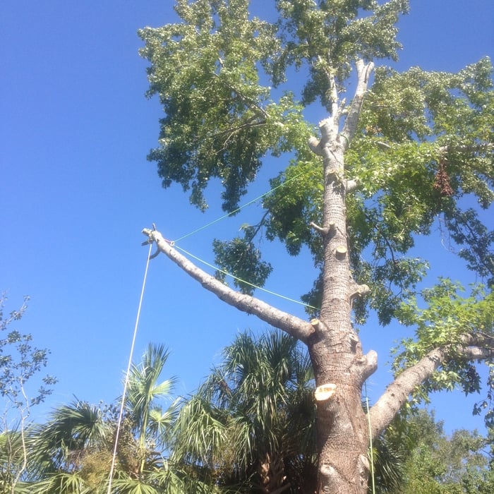 Tree removal