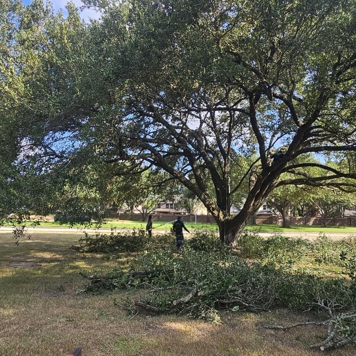 trimming and removals