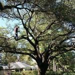 Trimming a beautiful tree in Memorial