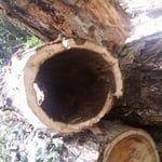 dead tree removed and logged