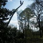 Removal of dead tree