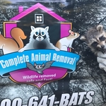 Humane raccoon removal