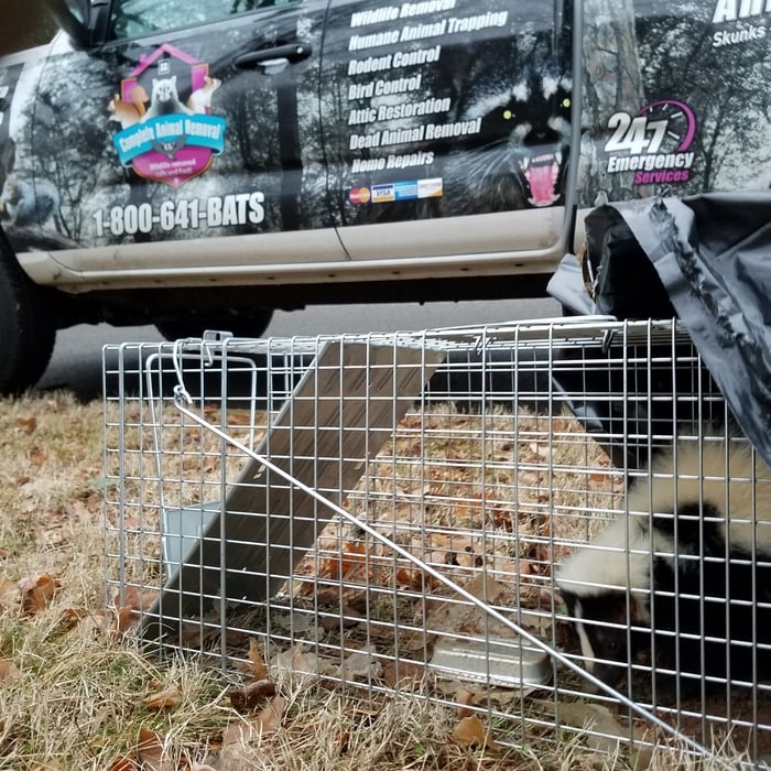 Skunk Removal