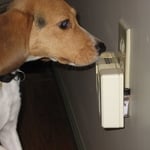 Bed bug Trained Canine