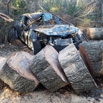 Oak Tree Off of Car