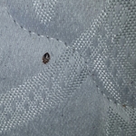 Adult Bed Bug