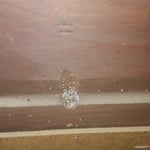 Bed Bug Eggs