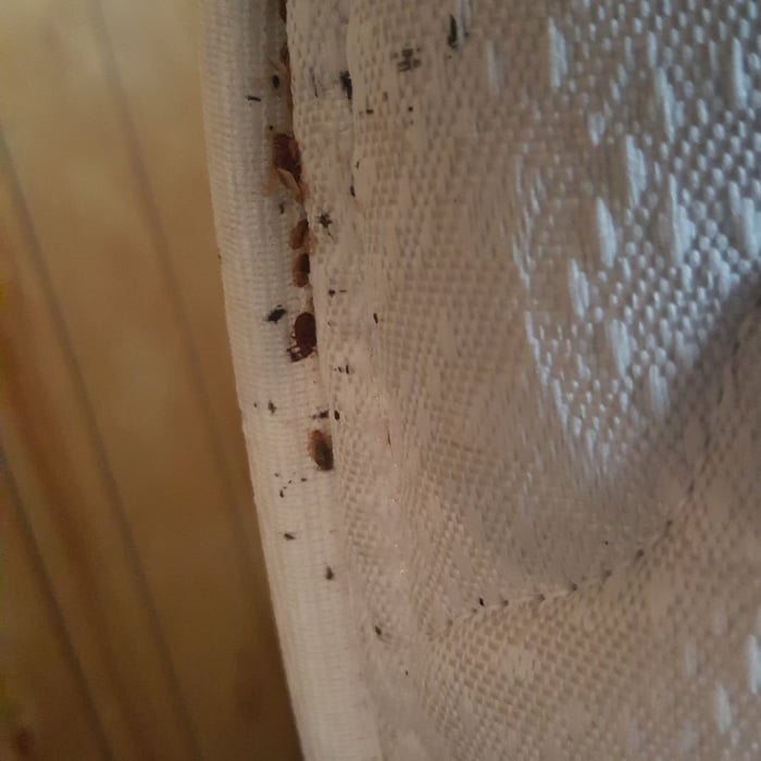 Bed Bugs of Various Life Stages and Fecal Spots