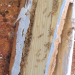 Termites
