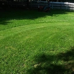 Back yard