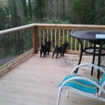 springcity deck