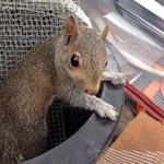 Squirrel