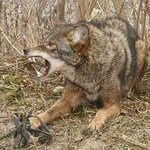 Coyote trapping