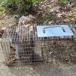 Squirrel trapping