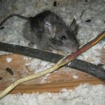 Rats in your attic