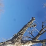 Tree services