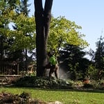 Tree work