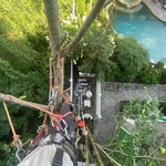 Black Birch removal over pool equiptment