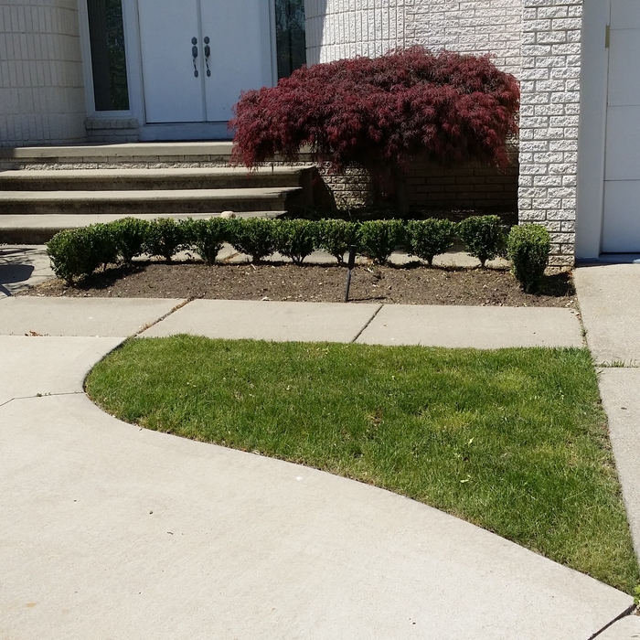 New Landscaping