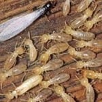 Termite Treatment