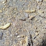Termite Treatment