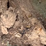 Subterranean Termite Soldiers