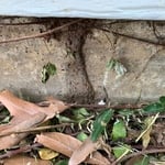 Subterranean Termite Mud Tube