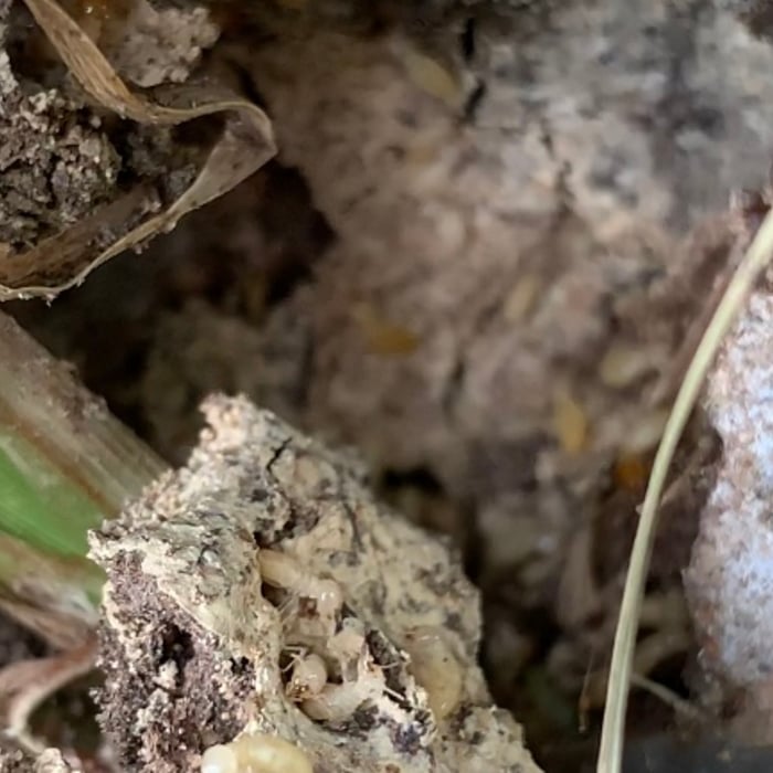 Subterranean Termite Workers
