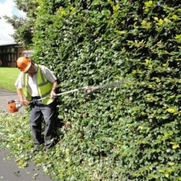 hedges
