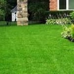 Mow Lawn, Weeding, Edging